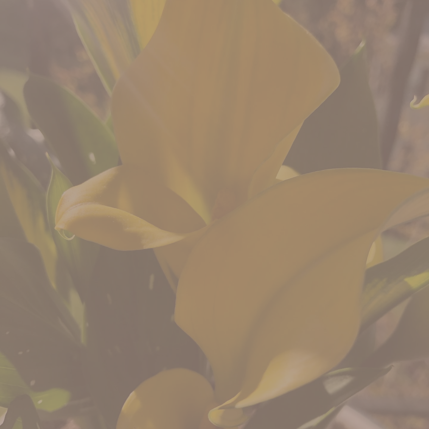 A serene calla lily flower blooming, representing growth, resilience, and specialized trauma therapy services.
