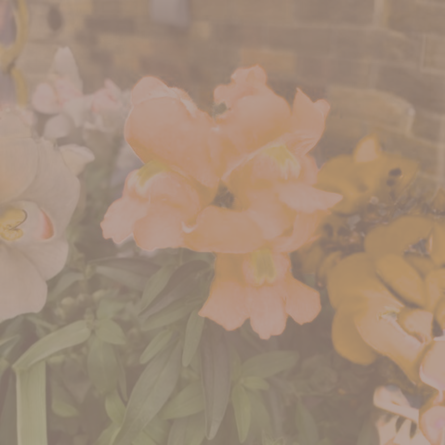 A delicate freesia flower stem blooming, representing trust, communication, and evidence-based relationship therapy.
