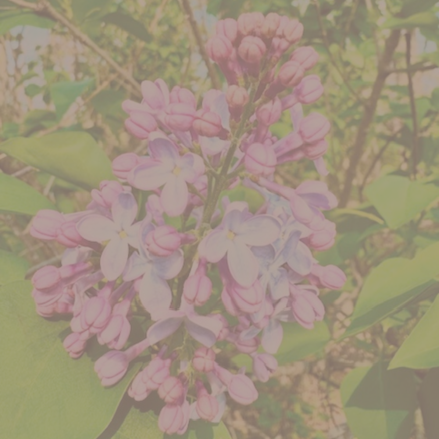 A comforting lilac clump in full bloom, representing peace, nervous system regulation, and specialized anxiety therapy.